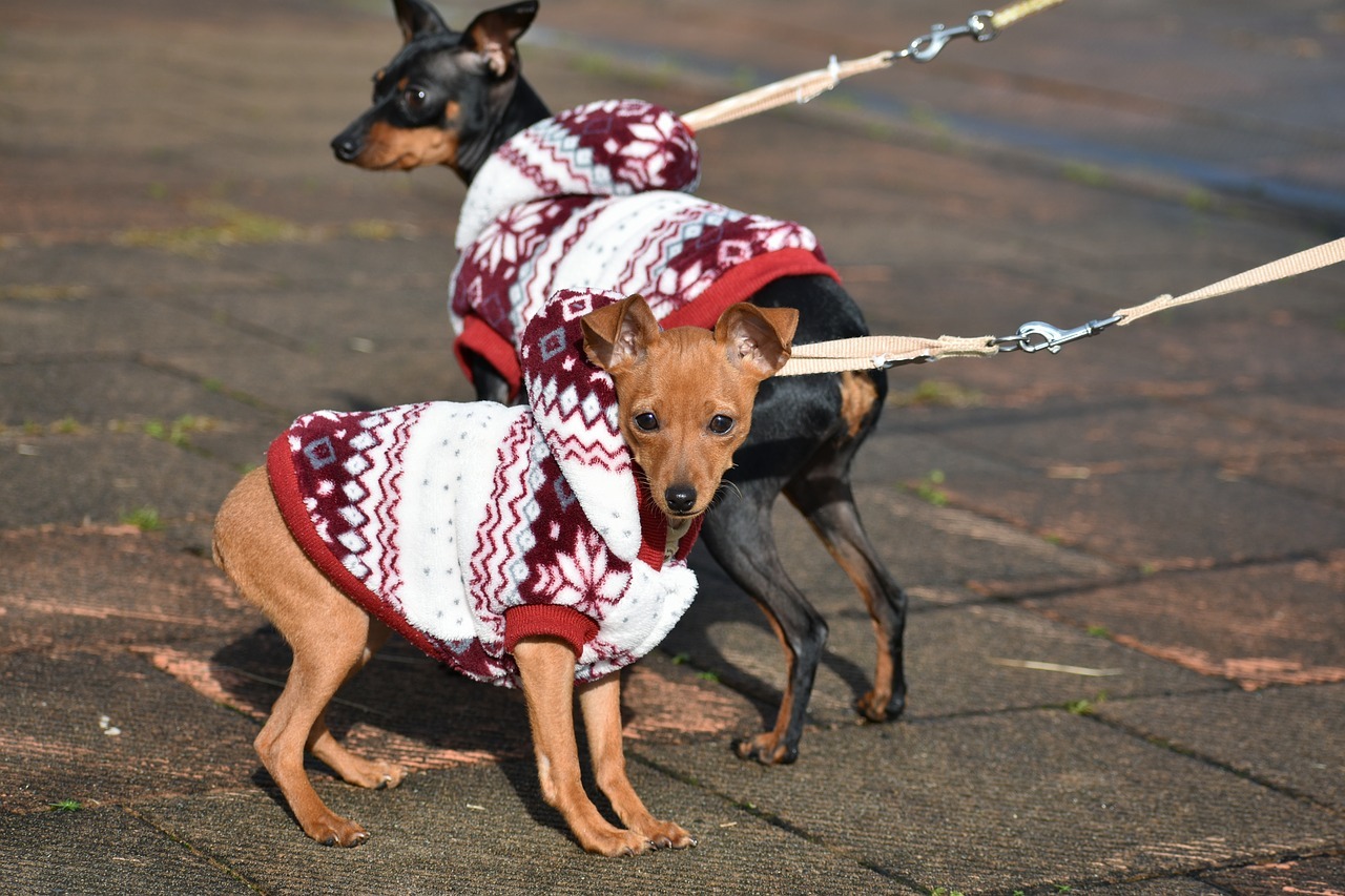 宝塚市で愛犬と素敵な休日を過ごしたい時に行くべきスポット4選！