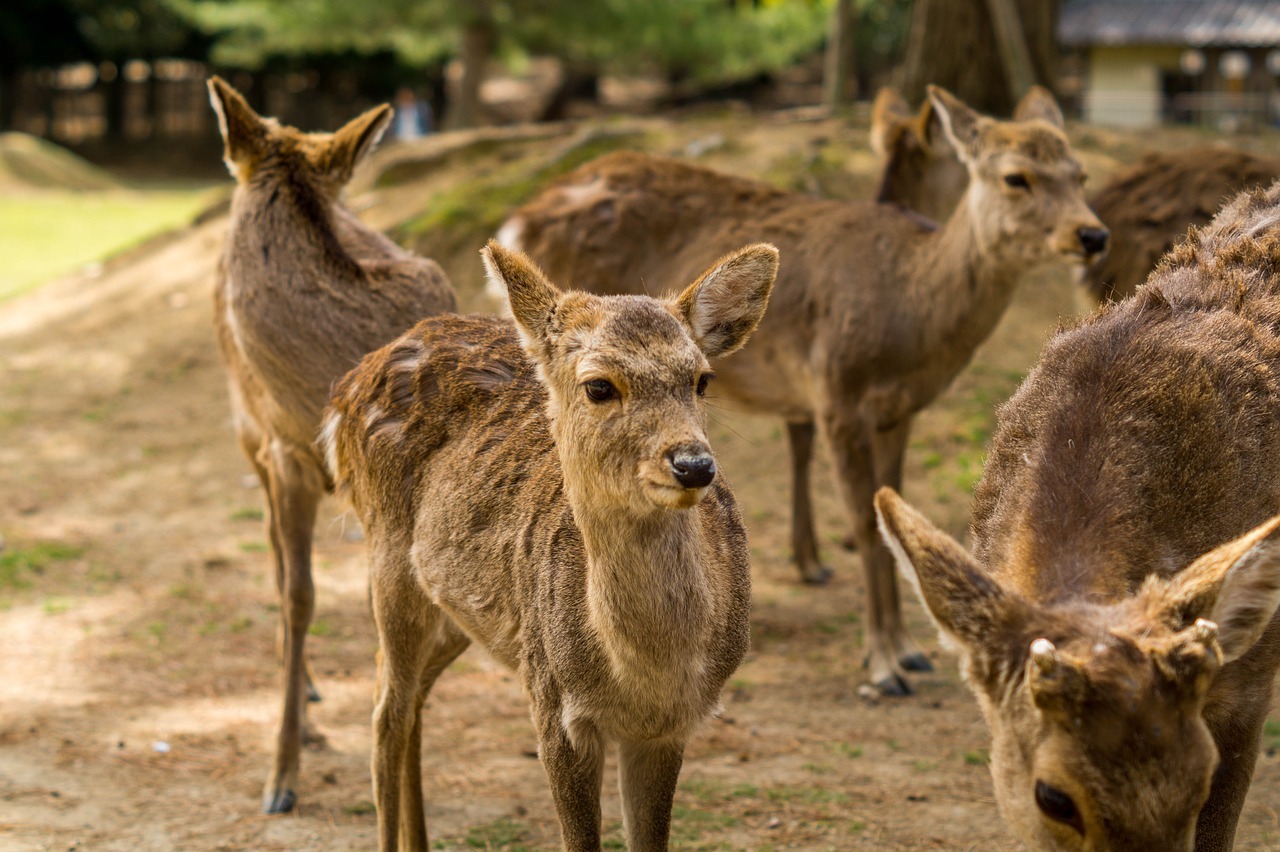 【口コミ付き！】奈良県にあるおすすめの動物病院１０選を紹介！