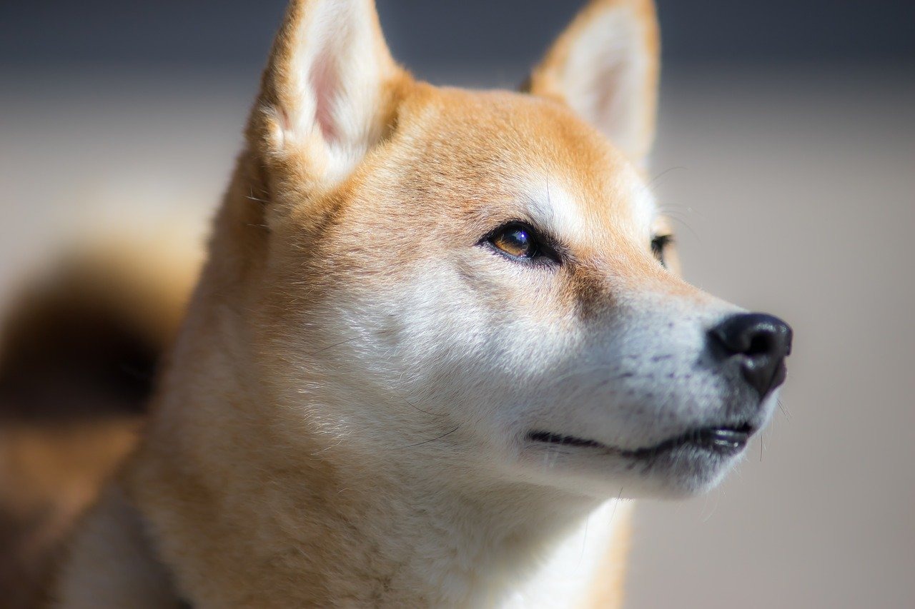 日本犬ってどんな犬？性格と特徴から考えるしつけと飼い方のコツ！　