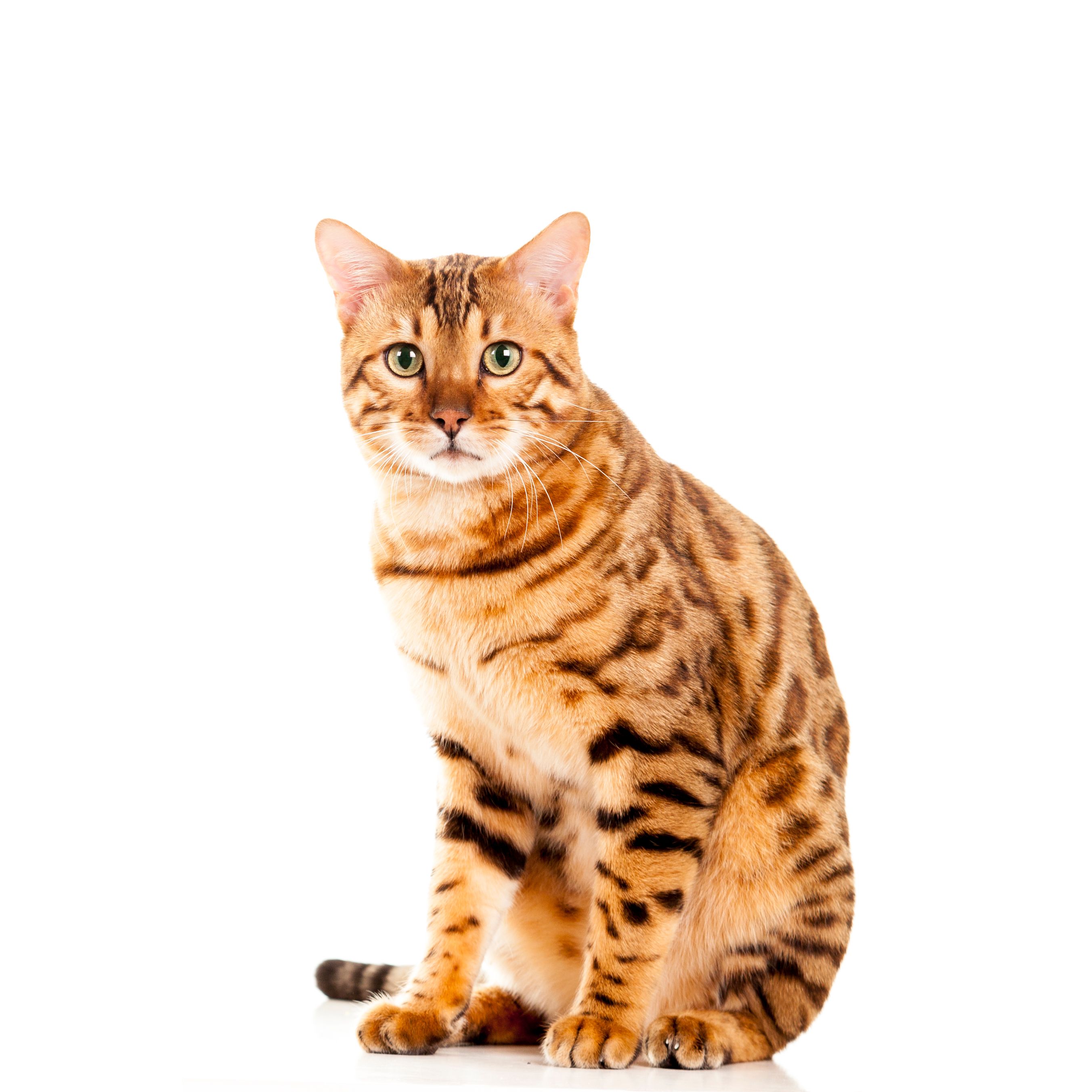 ヒョウ柄が個性的でかわいい！ベンガル猫の特徴的な4つの性格を解説！