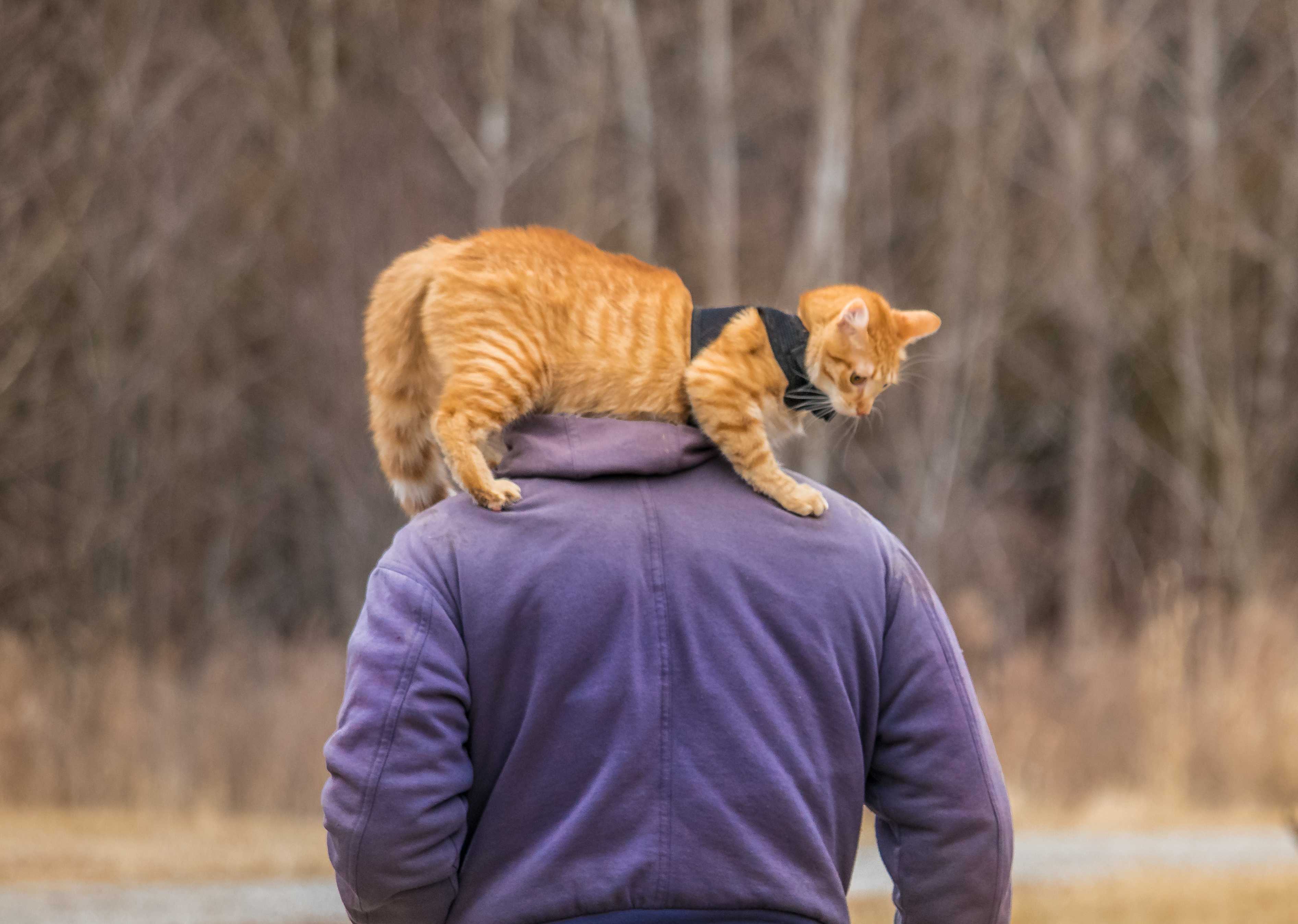 猫　肩　乗る