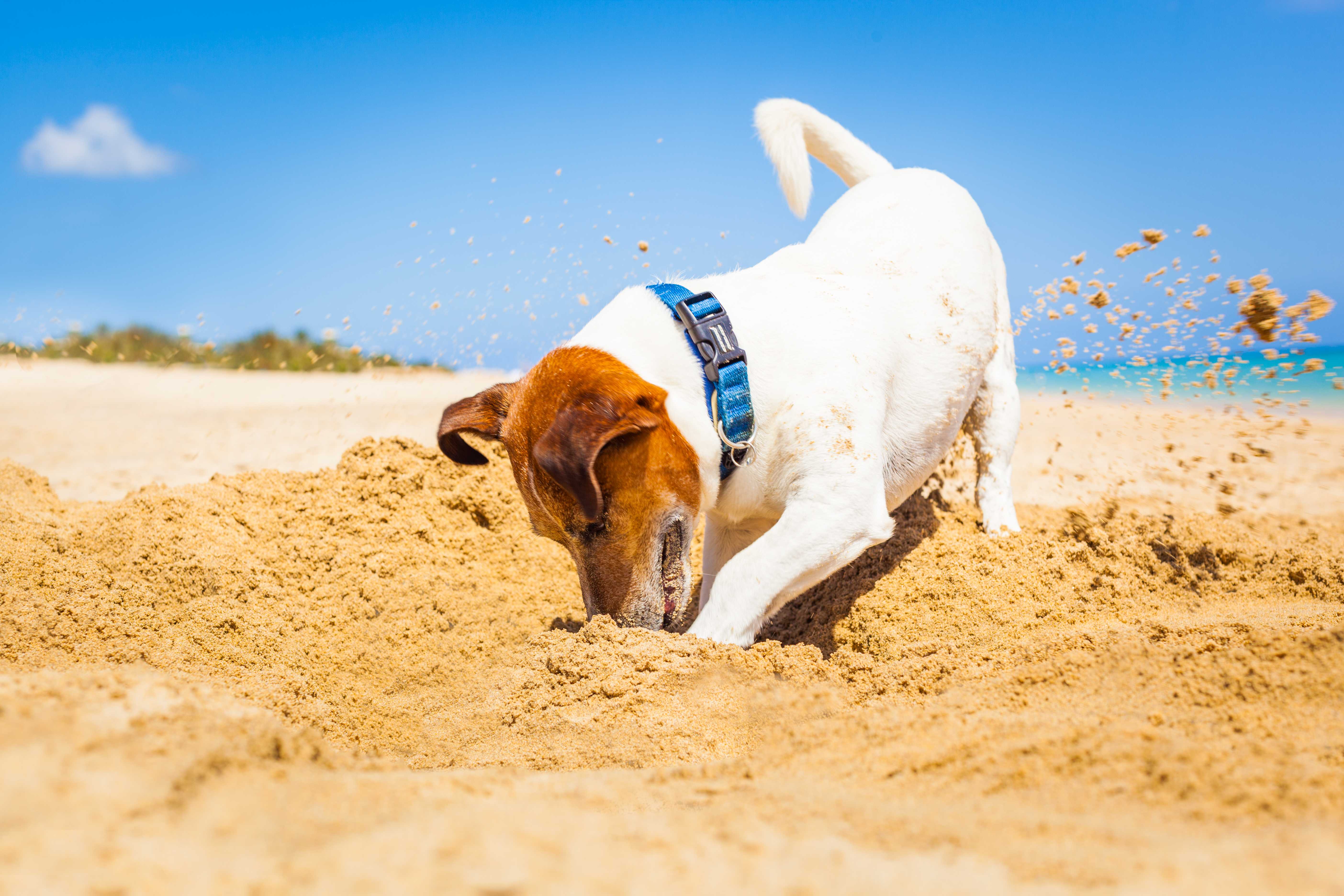 【ドッグトレーナー監修】犬が床を掘る！その理由と対策について解説【2023年版】