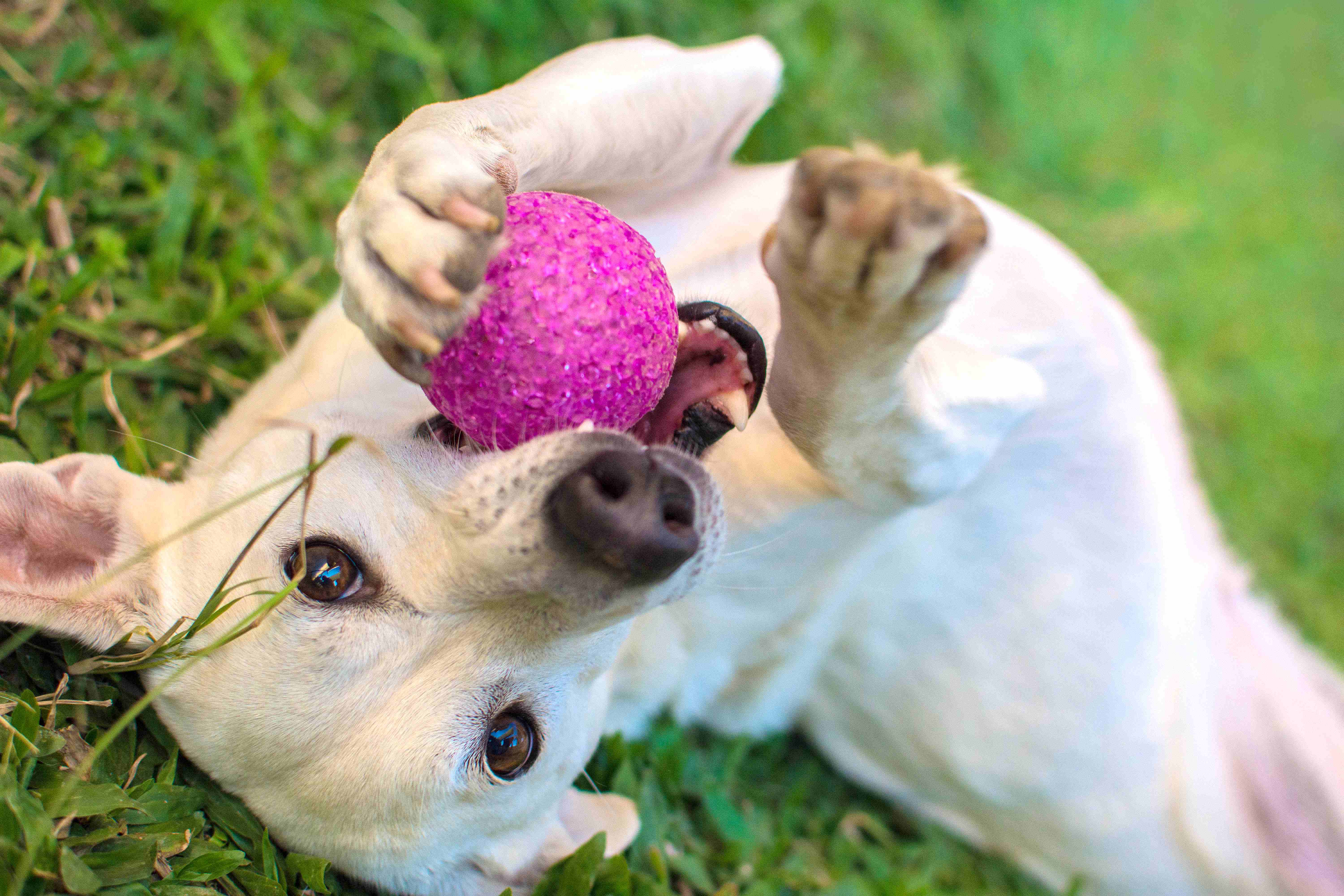 犬のおもちゃにはやっぱりボール！おすすめはどれ？
