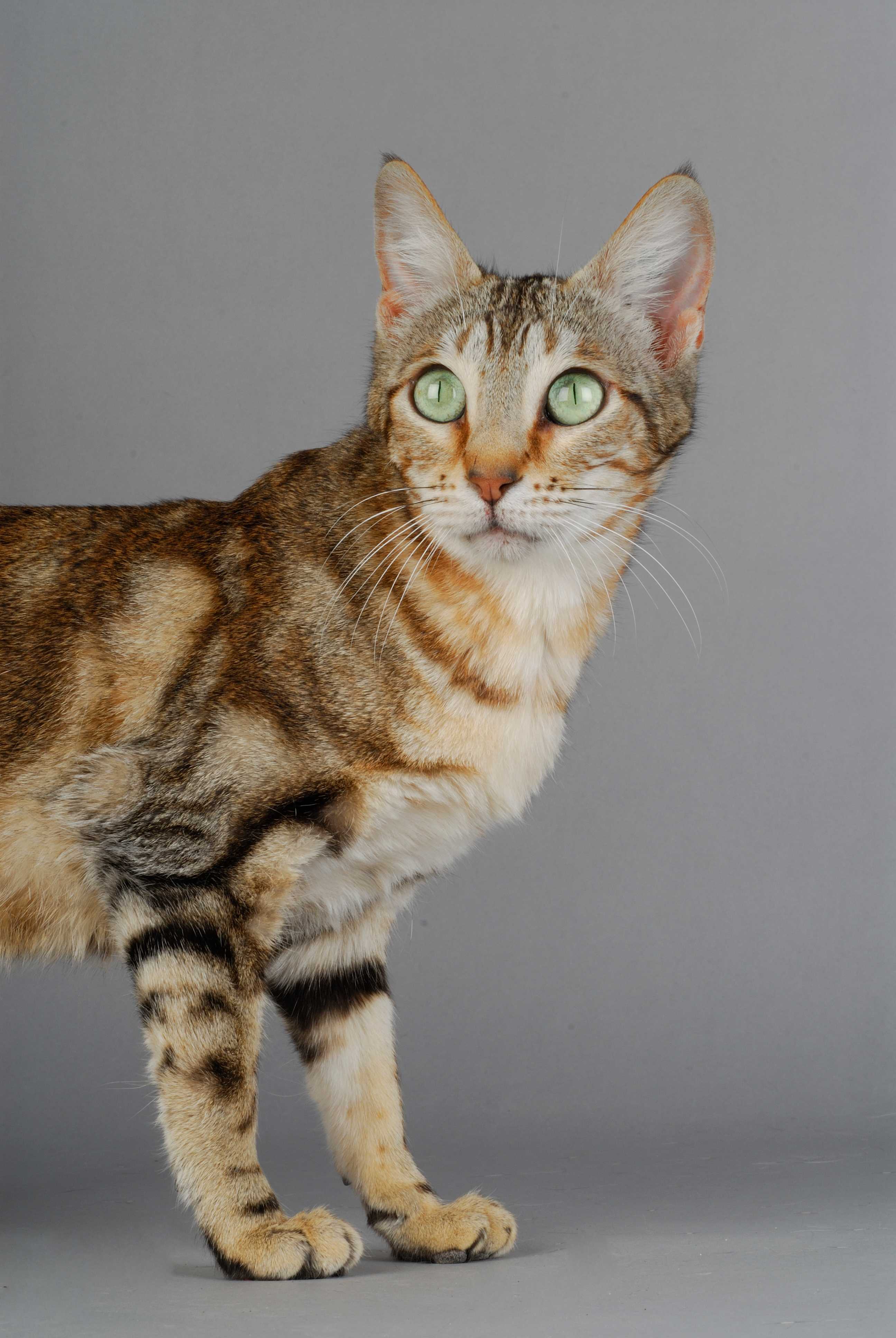 ソコケ（アフリカンショートヘア）猫