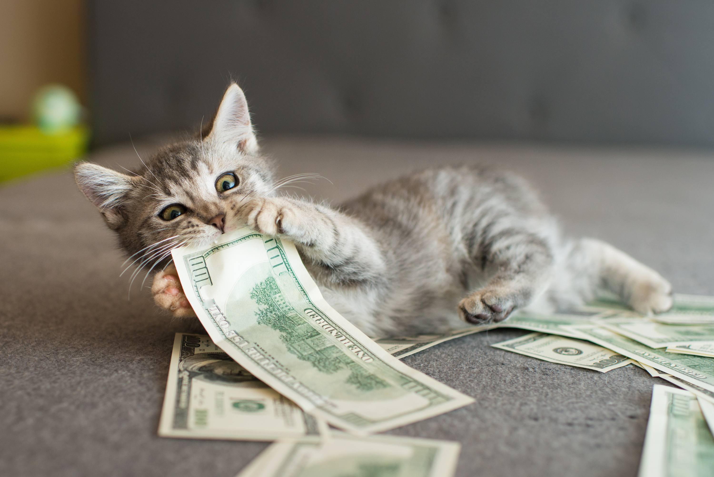 猫　お金