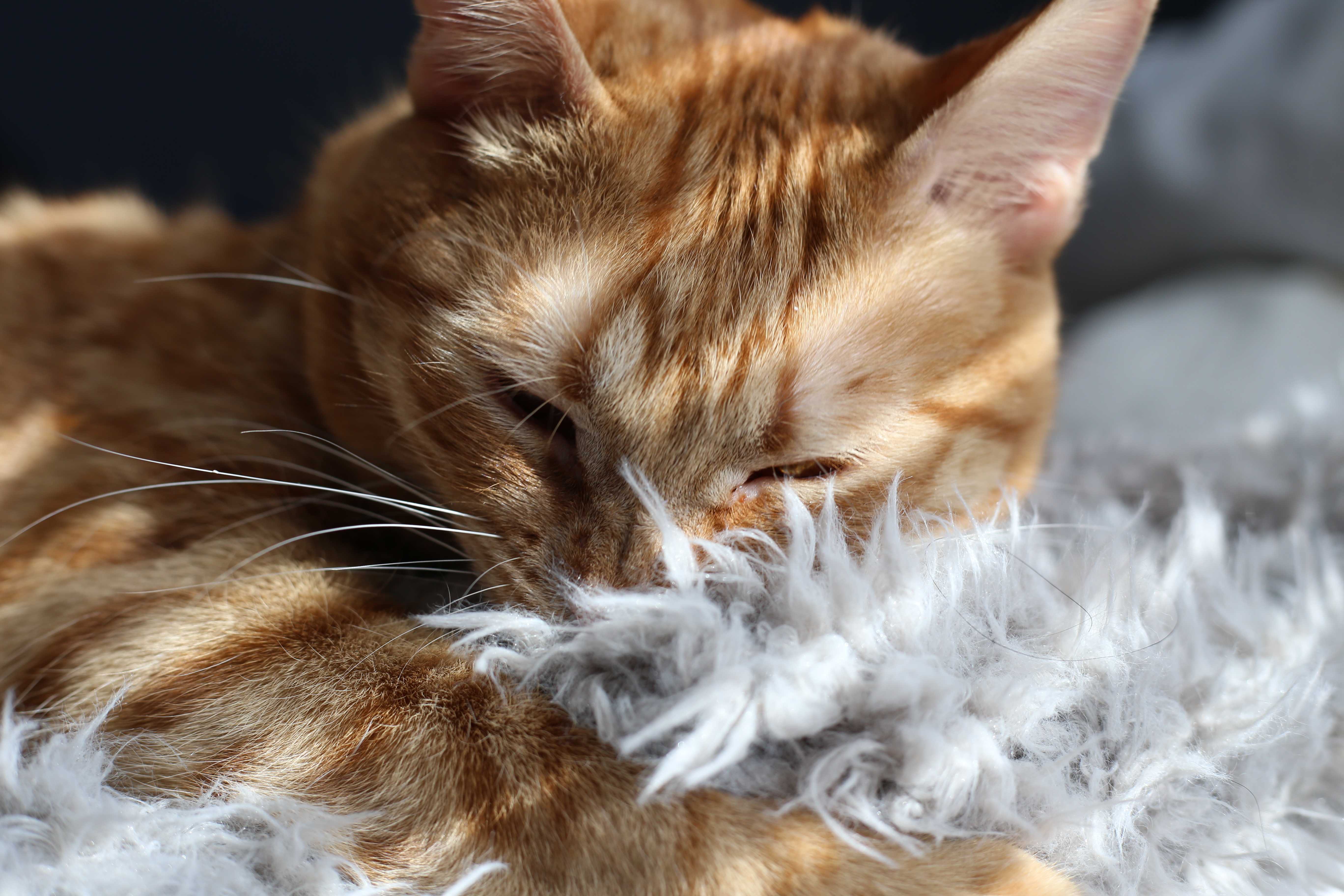 猫が毛布に行う行動。噛む・吸う・もみもみのなぜを解説。