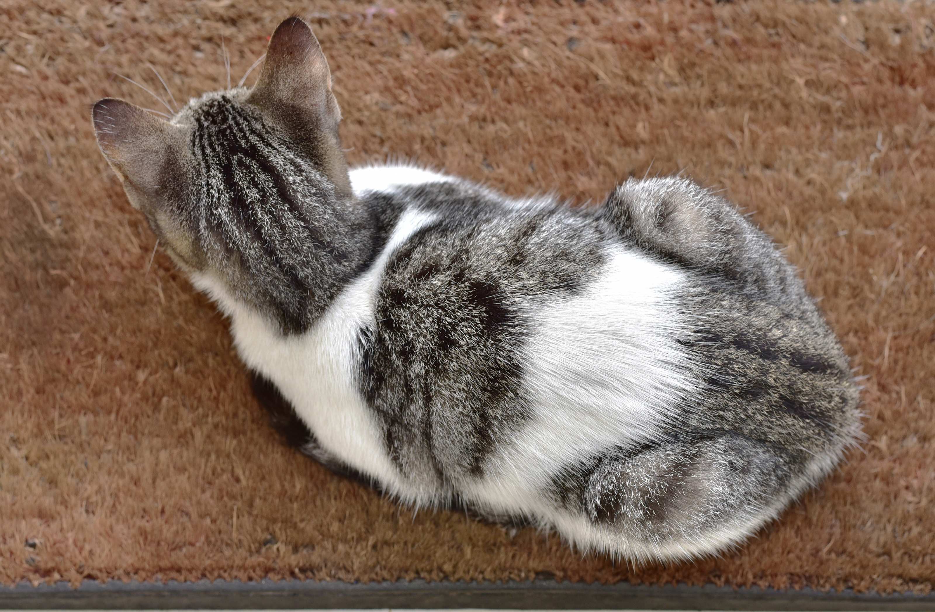 【獣医師監修】猫の行動から分かる体調のサイン。香箱座りしているときの意味は？【2023年版】