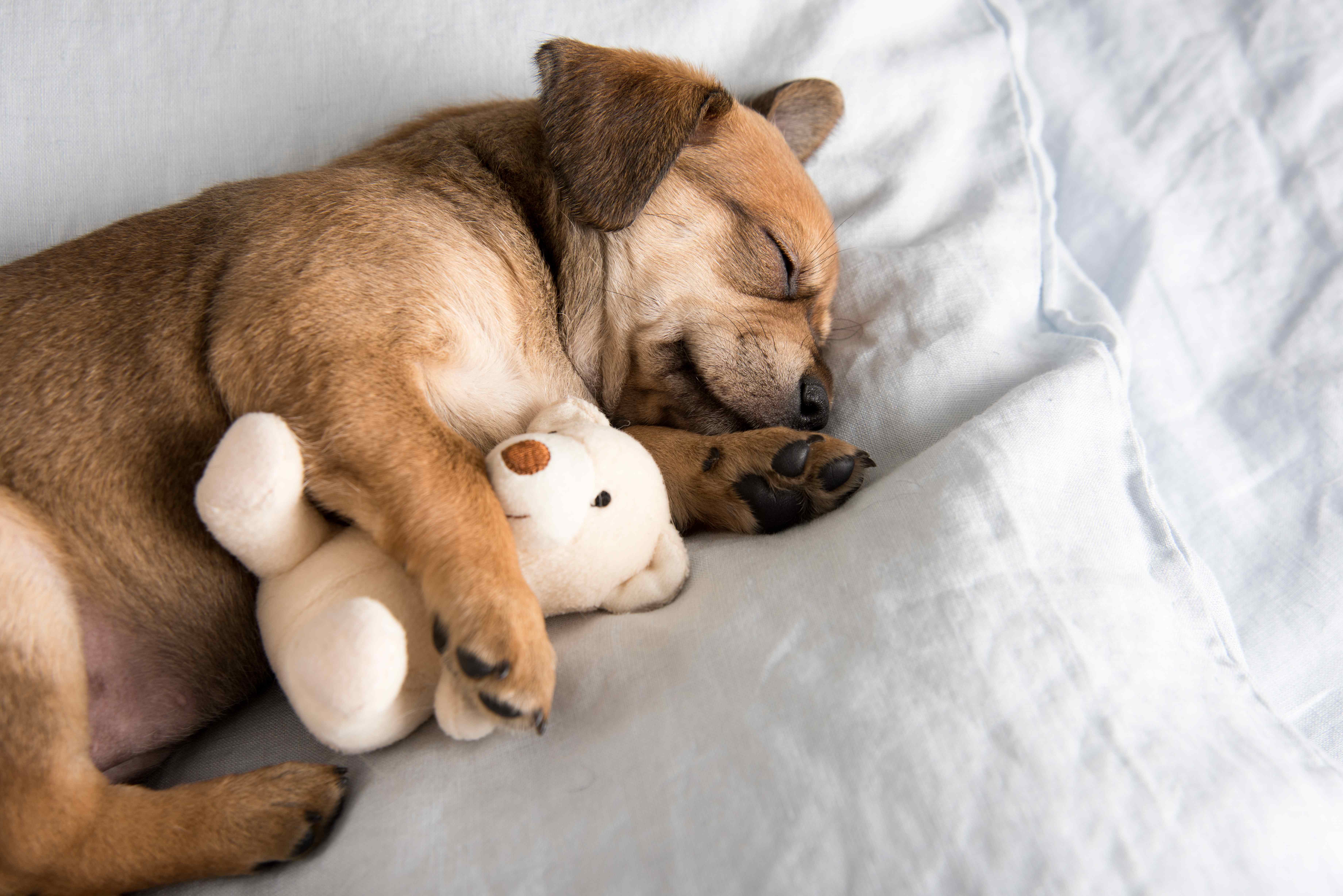 ベッドでぬいぐるみを抱いて寝る犬