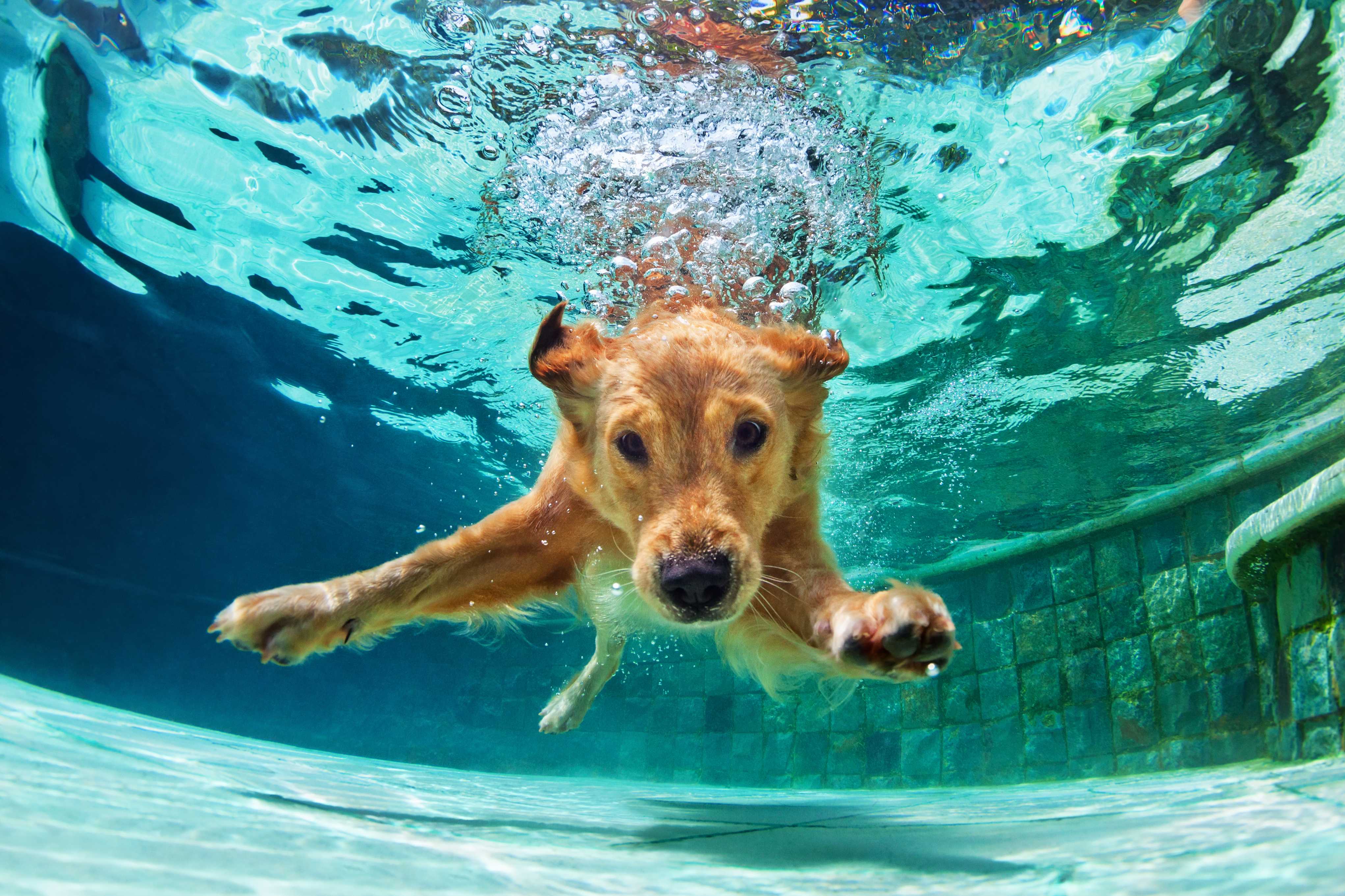 愛犬と一緒に泳ぎたい！ドッグプールの必需品や注意点