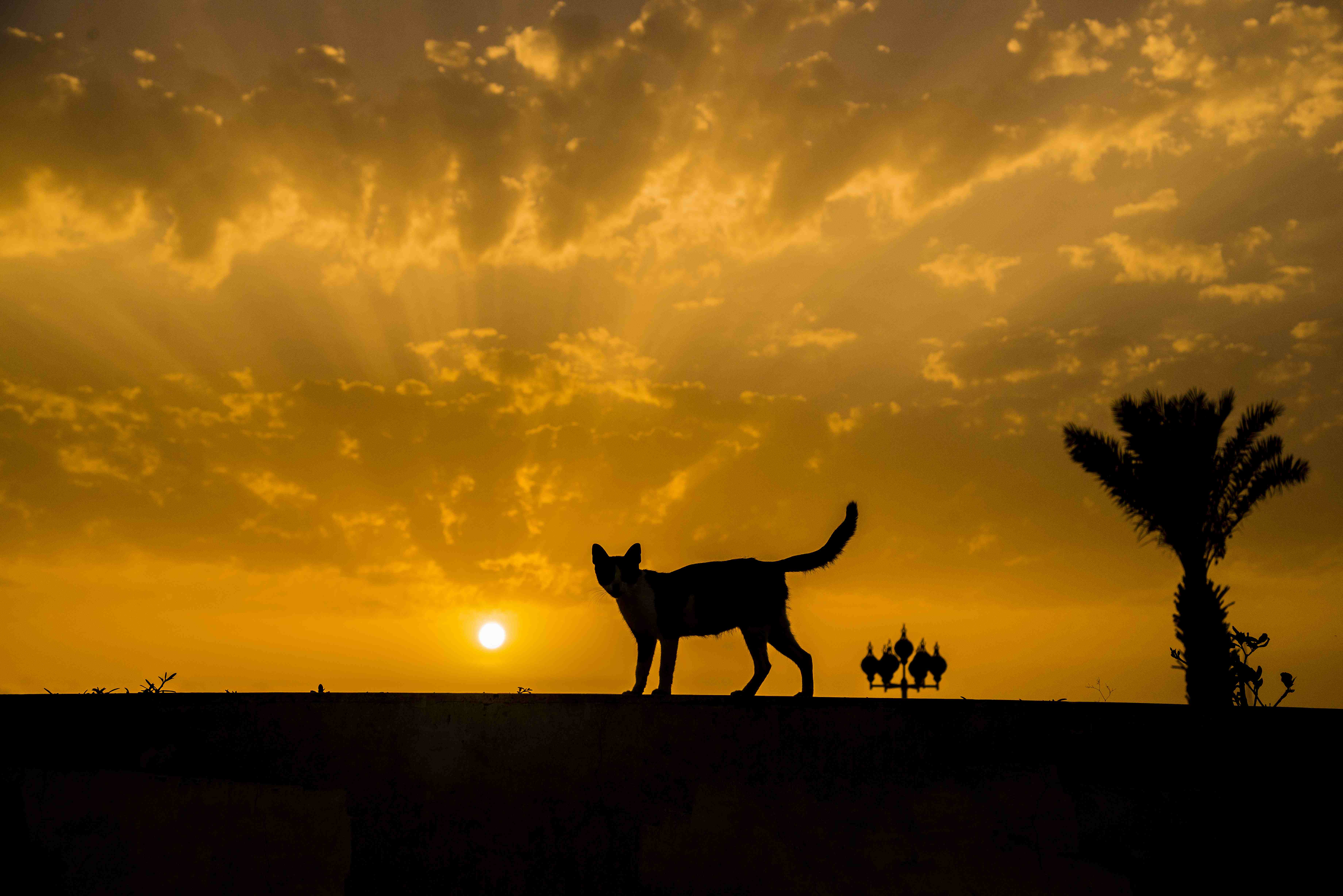 夕日をバックに立つ猫