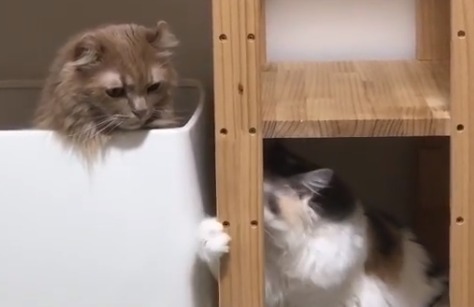 「ちょっと邪魔しニャいで！」同居猫の圧で落ち着いてトイレができない猫さん