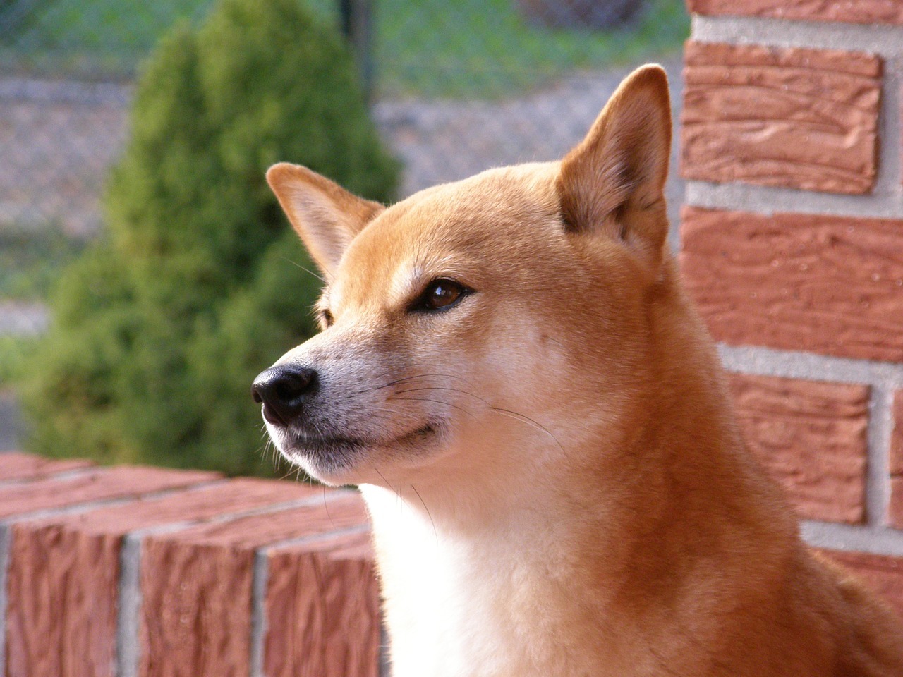 日本犬の魅力について知ろう。犬の種類や性格、特徴について教えます。