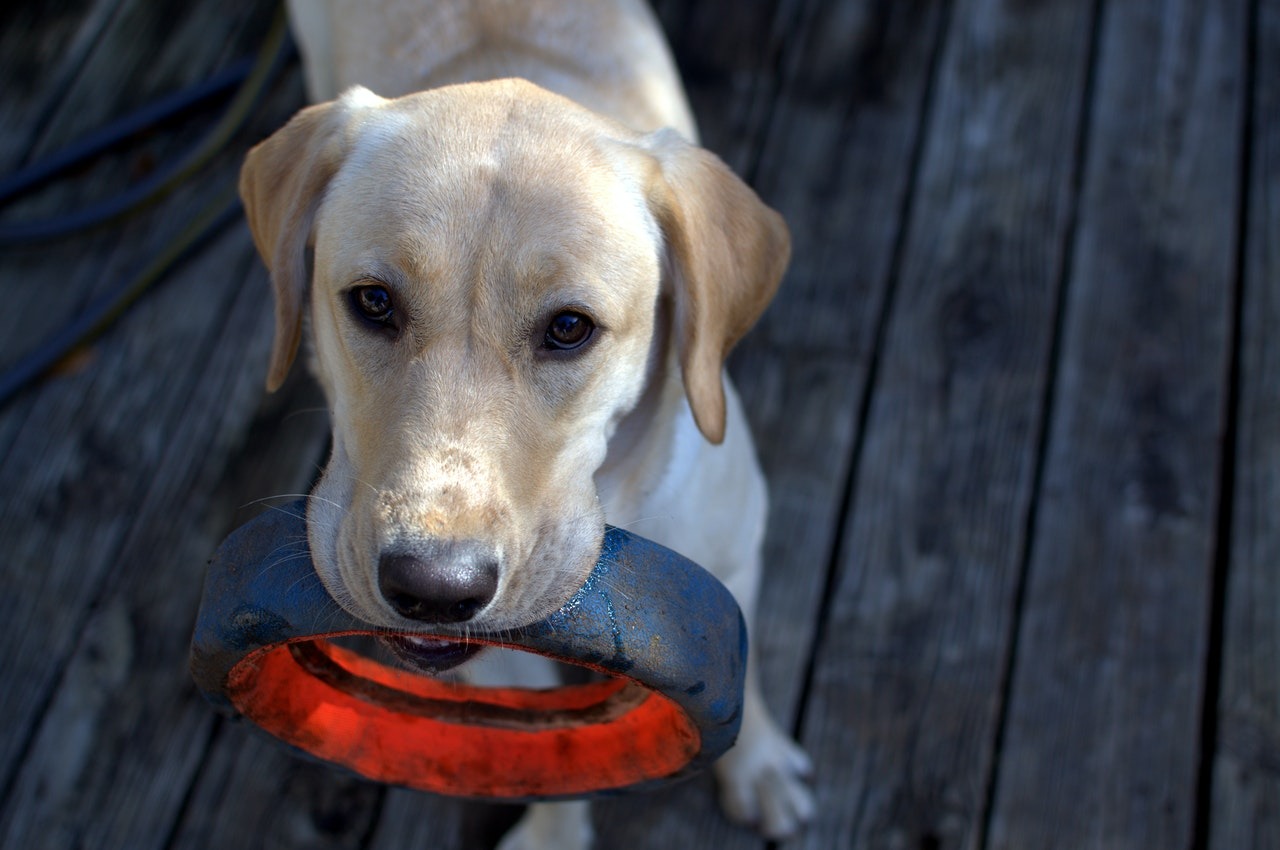犬のホリスティックケアの意味って？自宅でも簡単に健康管理ができるフードについてご紹介。