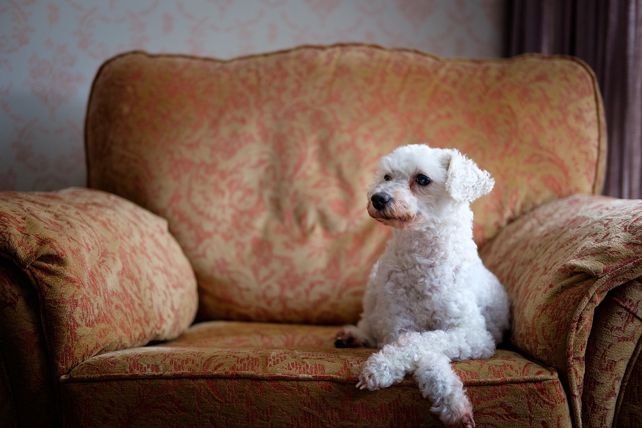 プードル　犬　白　ソファー