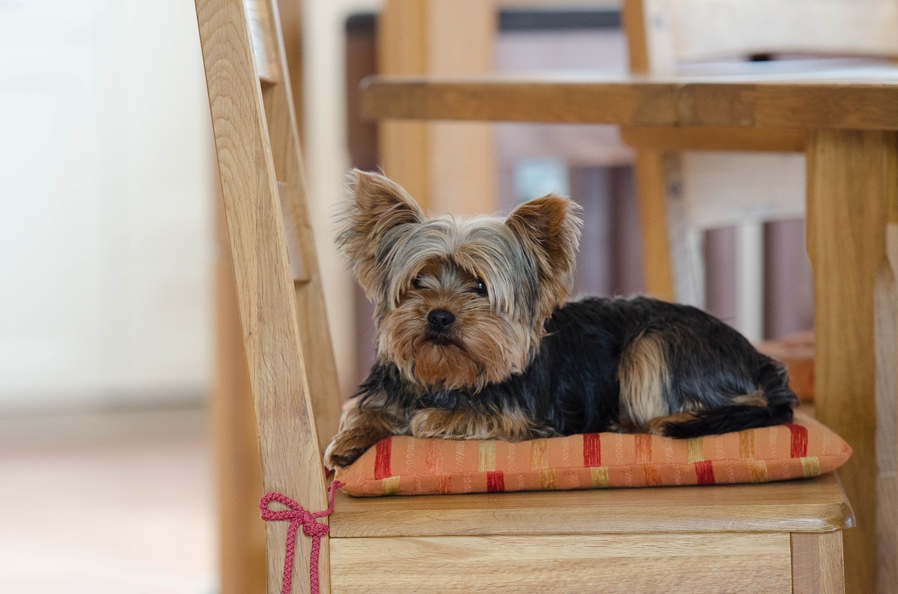ヨークシャーテリア　犬　椅子
