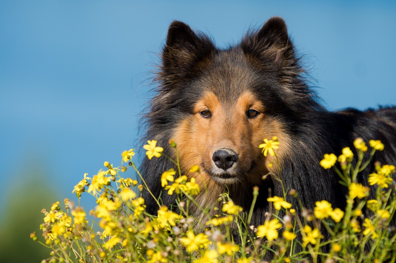 犬