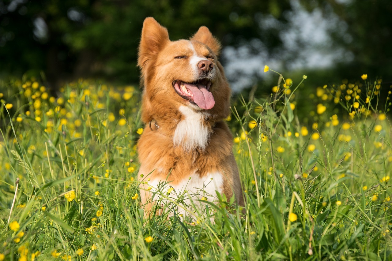 犬