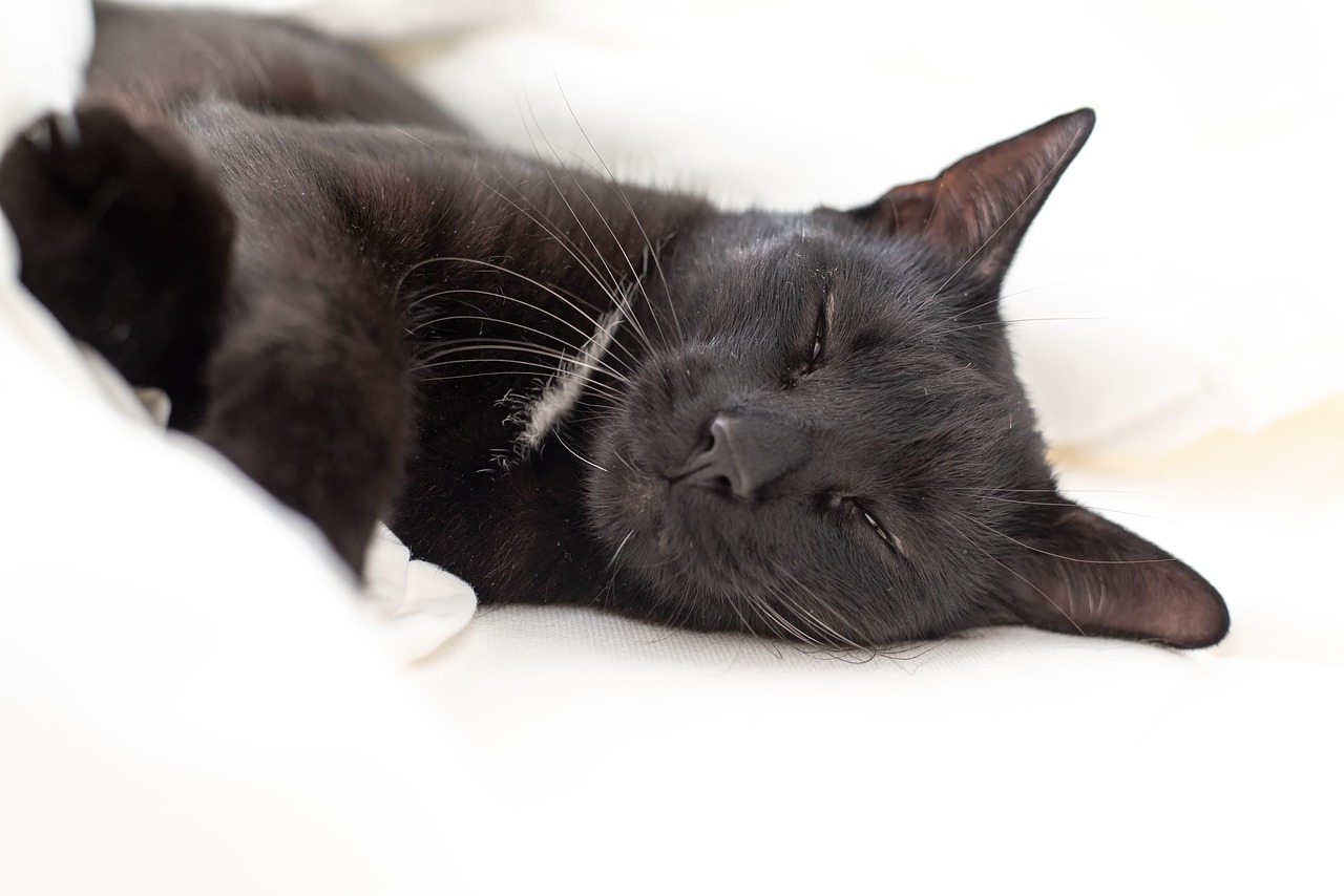 黒猫　寝てる