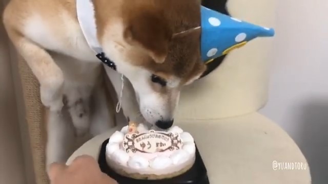 柴犬ゆうくん、5歳の誕生日を迎えました！年に1度のワンちゃんケーキが待ちきれないゆうくんが可愛い！