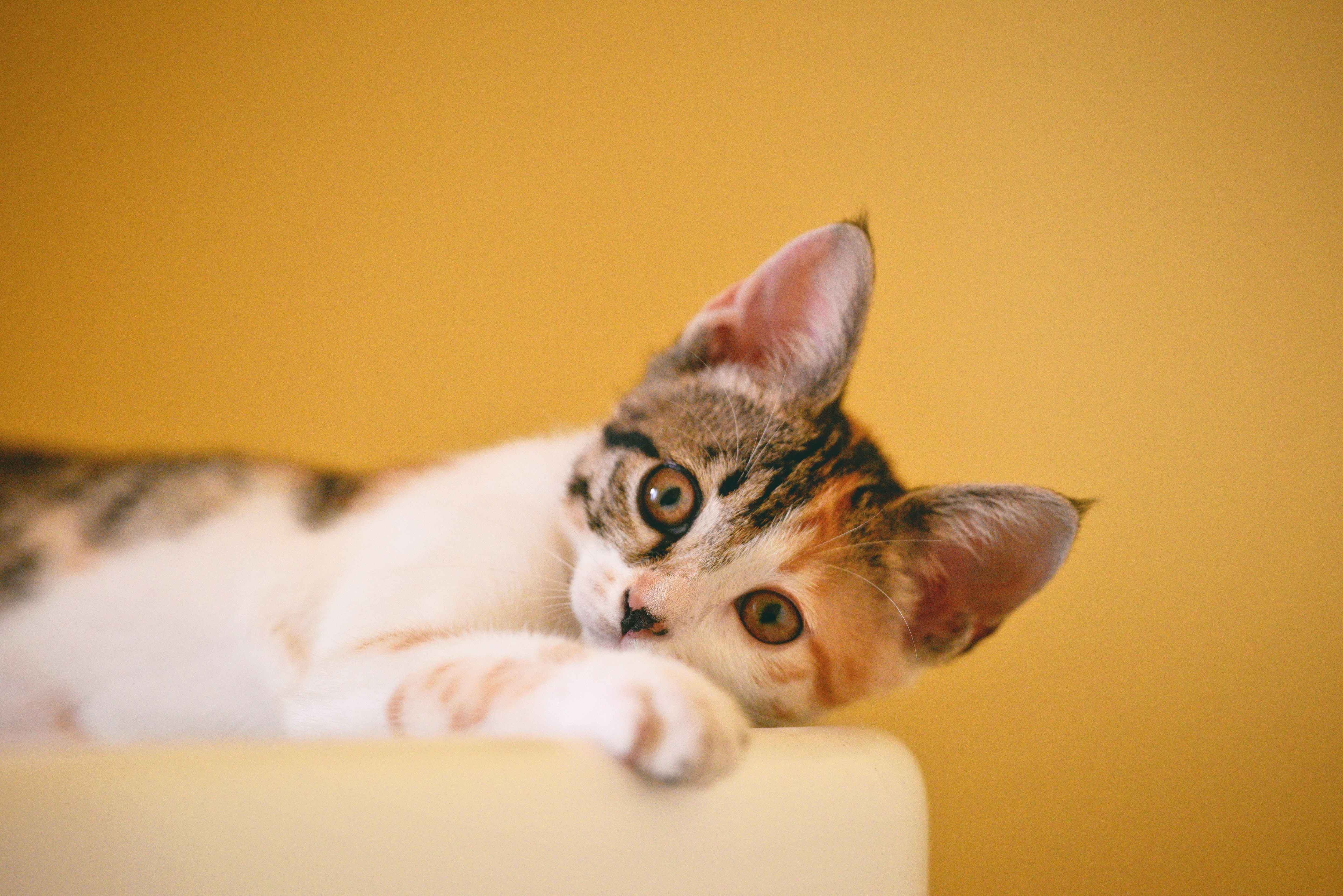 アイリスオーヤマの猫用ケージ。おすすめ商品をご紹介
