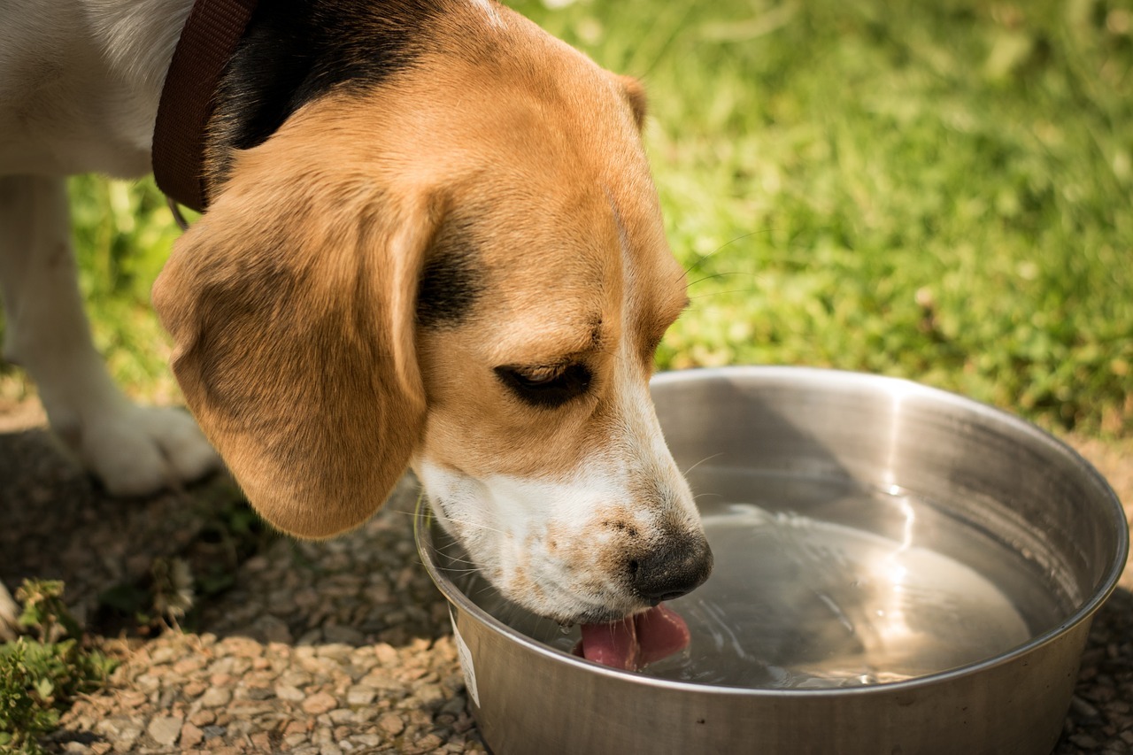 【獣医師監修】犬の水飲み器。適切な高さや形状、飲み水についても解説【2023年版】