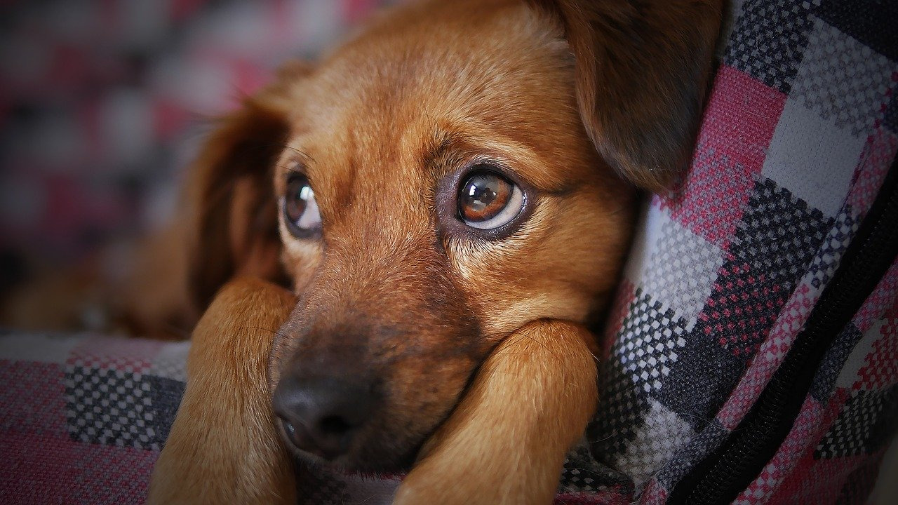 【神奈川県】犬の里親になれる譲渡会や保護施設をご紹介