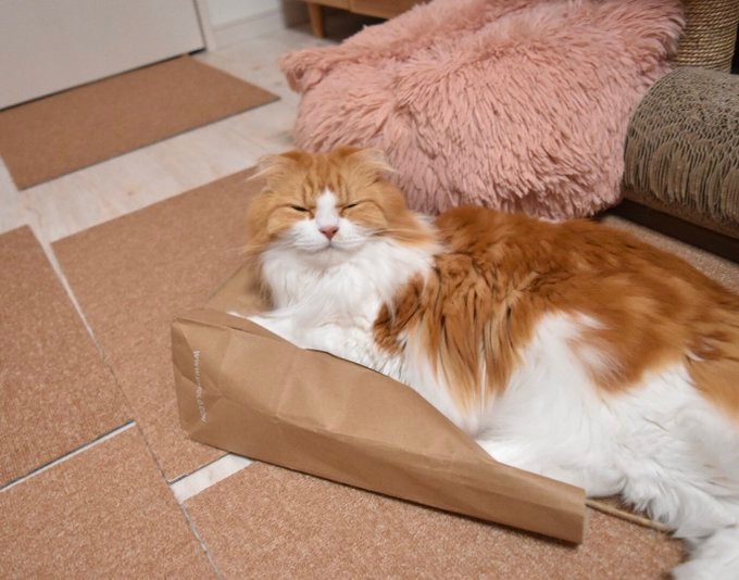 猫　紙袋