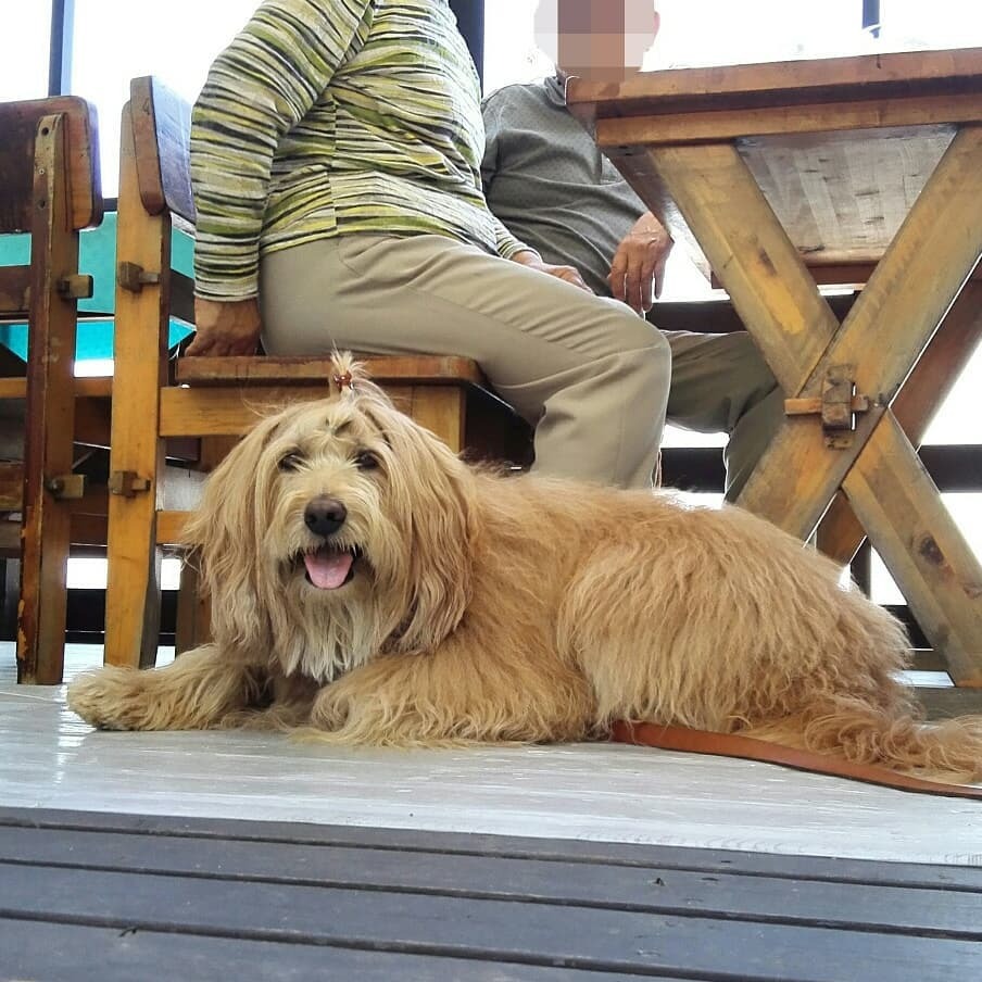 【セレブ犬】海の見えるカフェでランチ♪家族と一緒が嬉しくてニコニコなワンコ