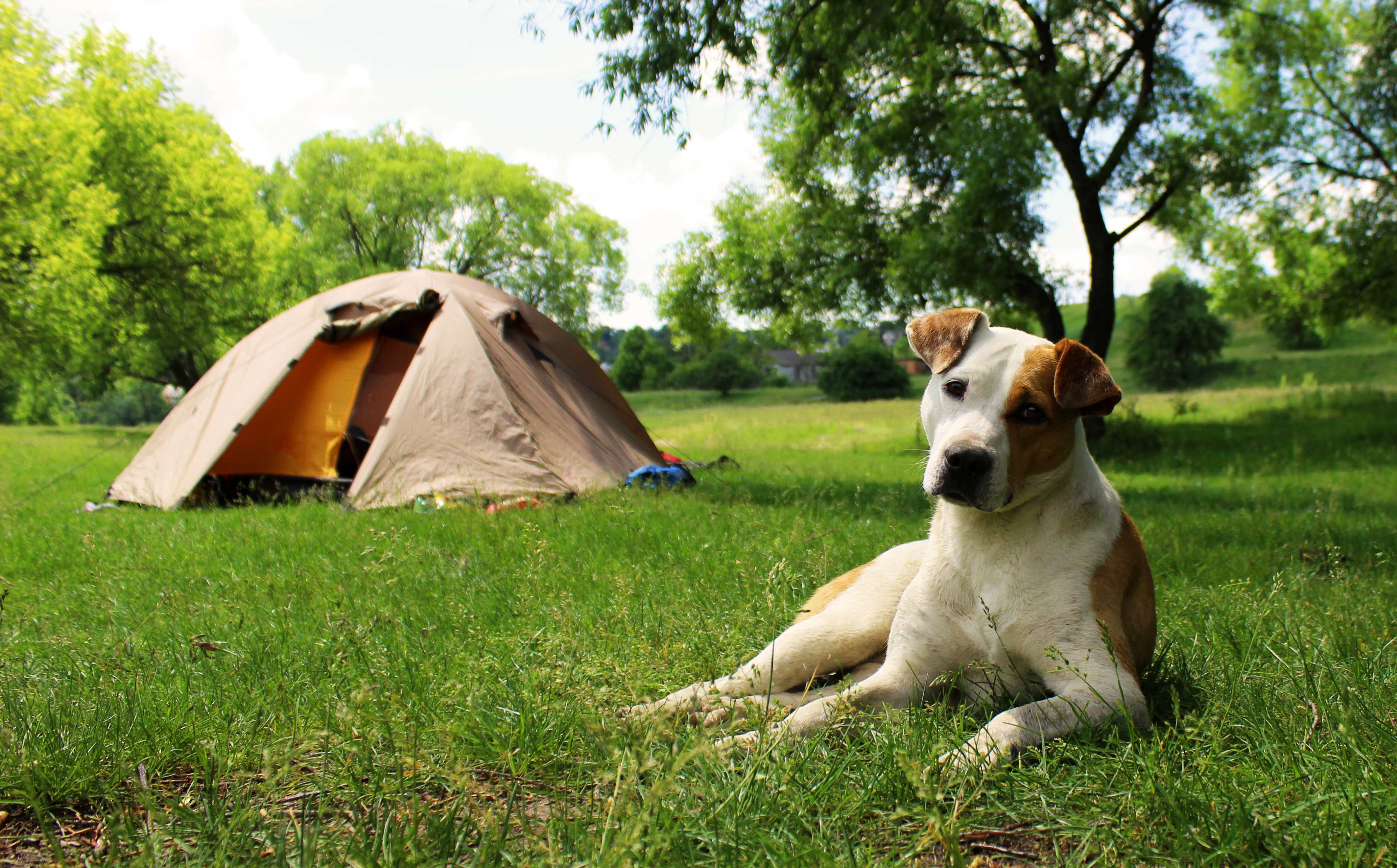 犬猫が大丈夫なキャンプ場はココ！ペットとキャンプを楽しもう