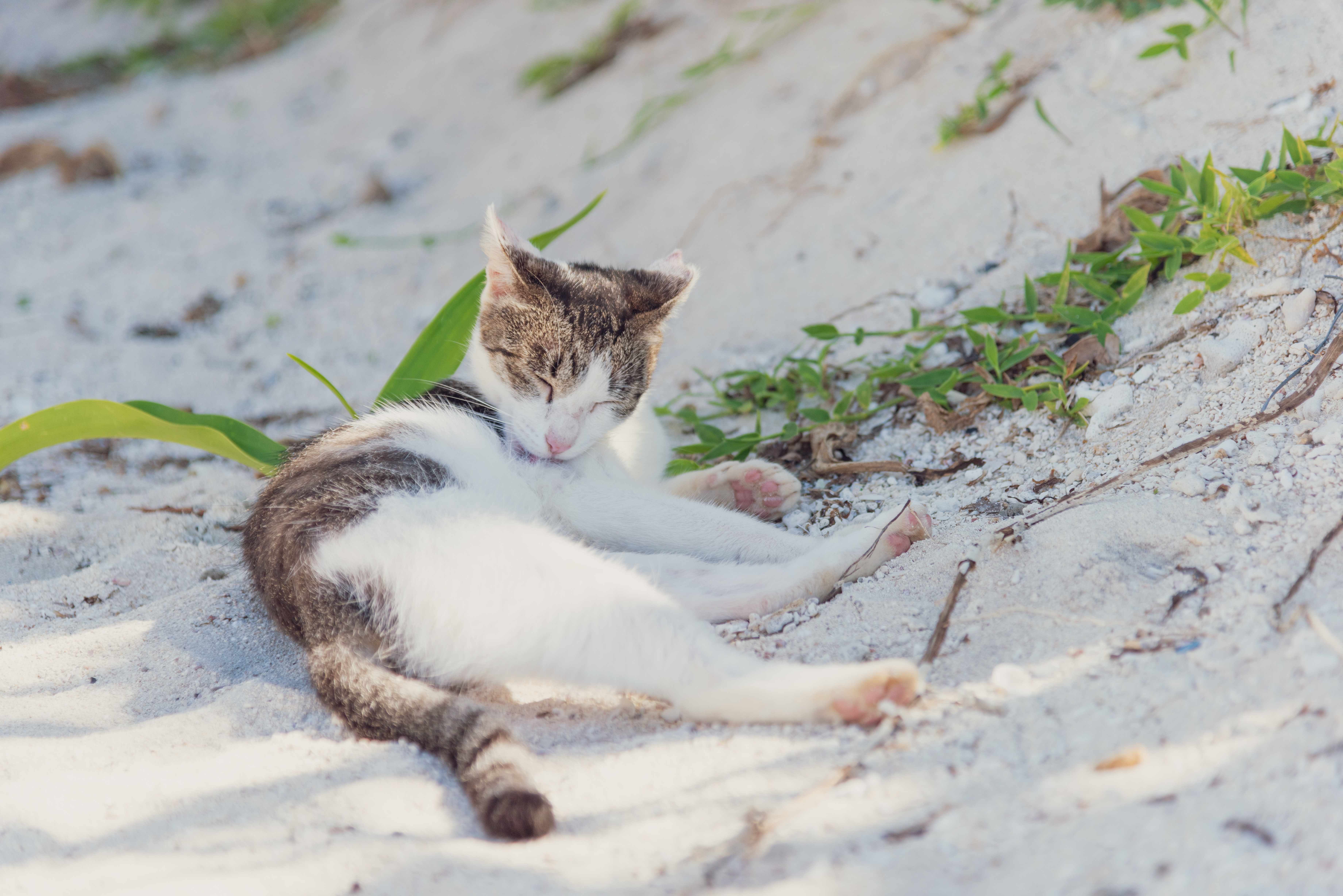 【沖縄県】猫の里親になれる譲渡会や保護施設をご紹介
