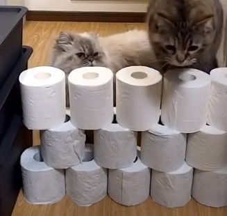 猫とトイレットペーパー