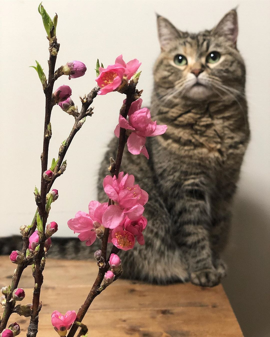 猫とお花