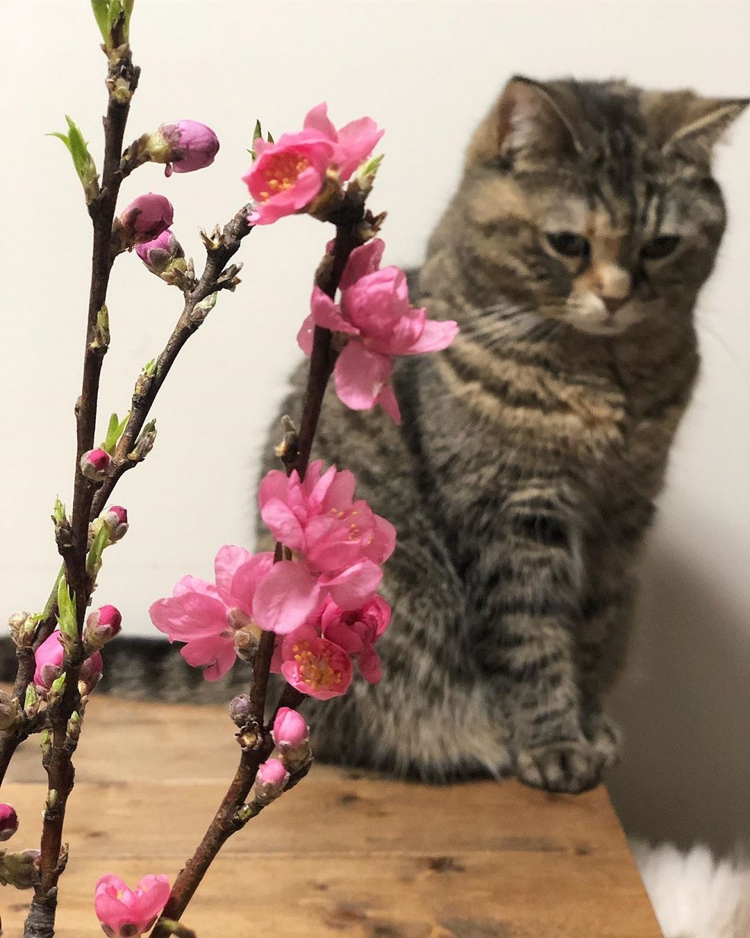 猫とお花