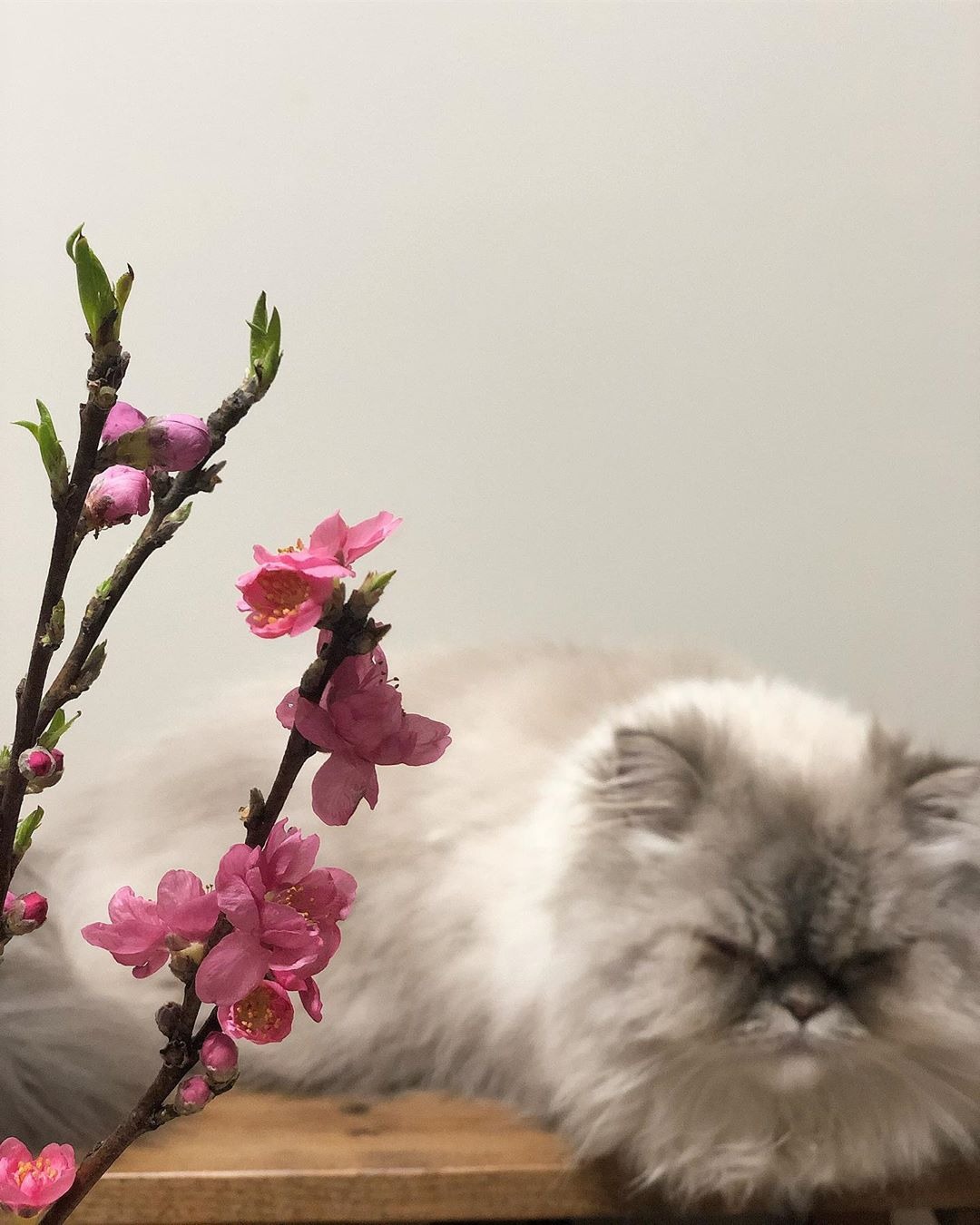 猫とお花