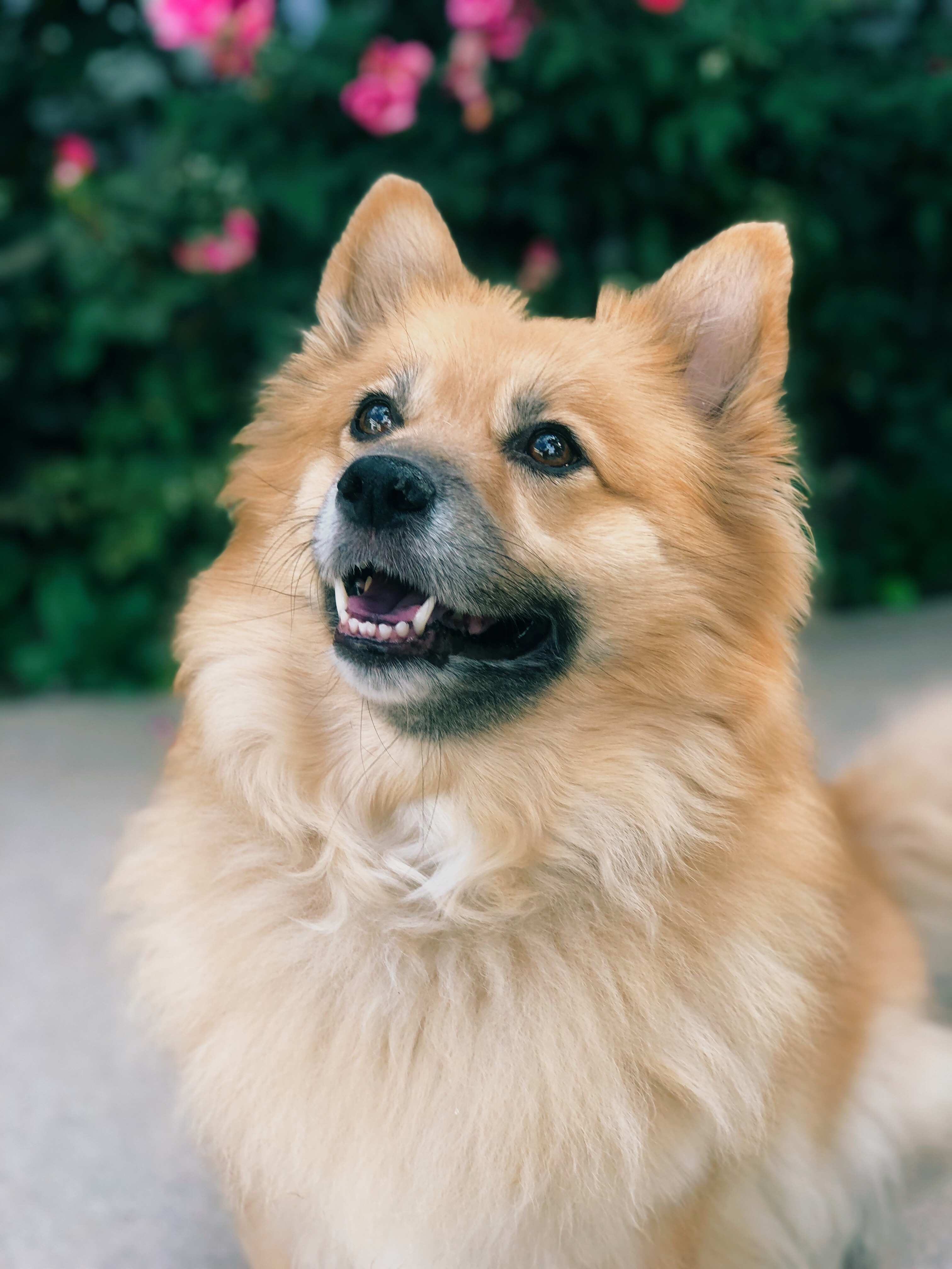 ポメラニアン　コーギー　ミックス犬　ポメコギ