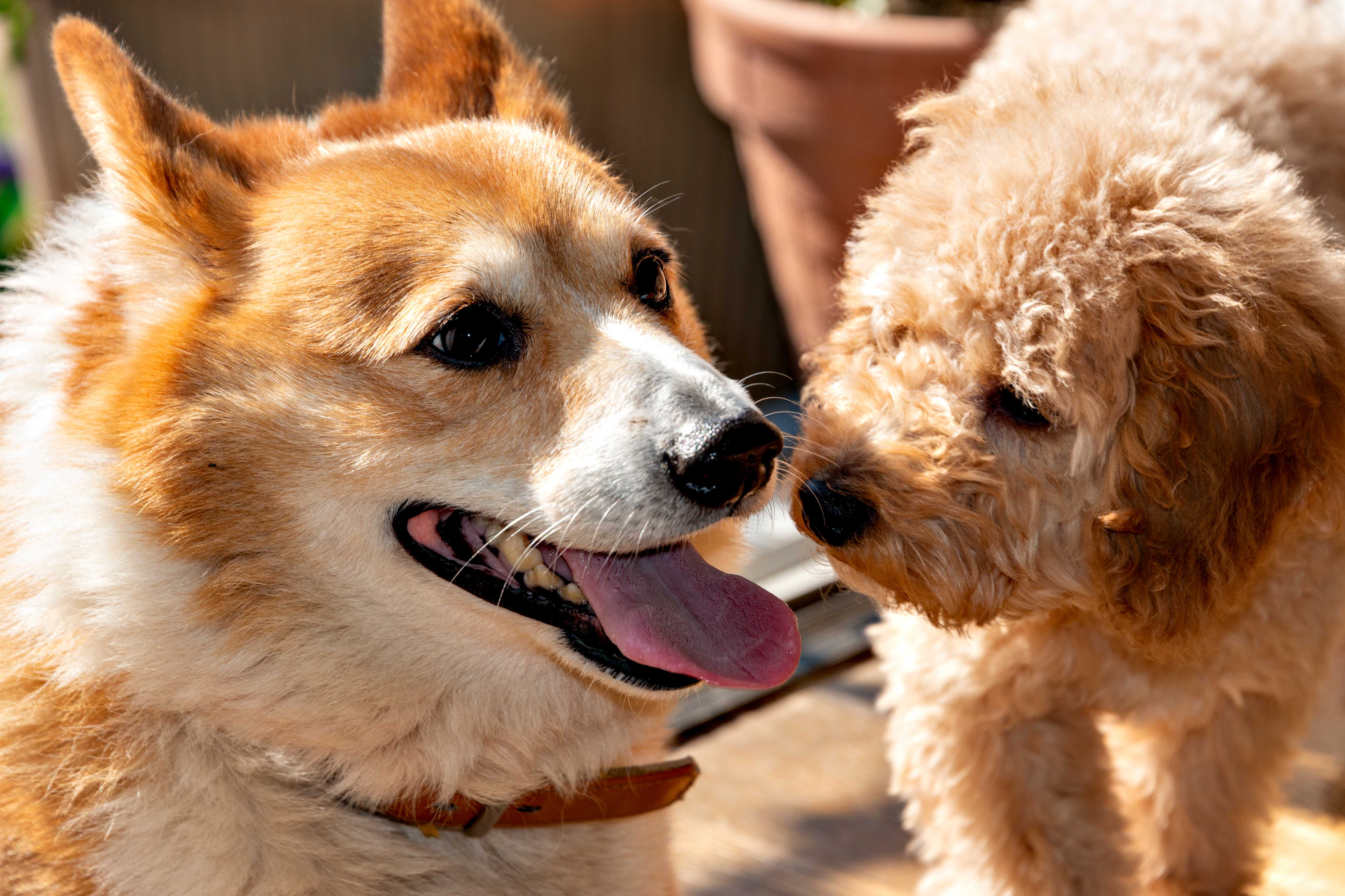 コーギー　トイプードル　ミックス犬　コギプー