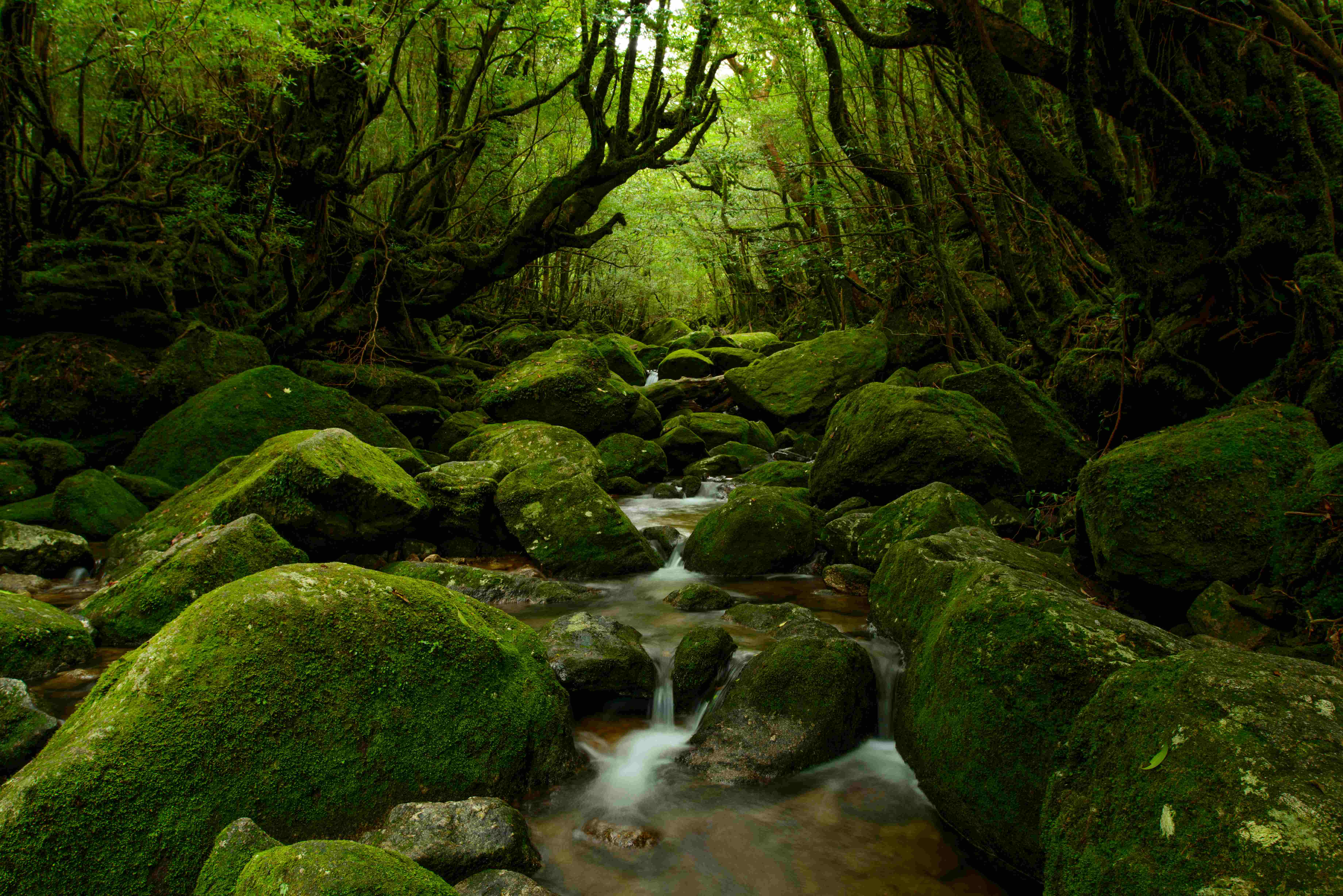 屋久島