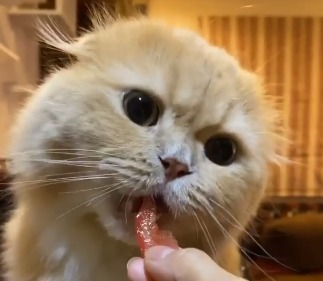 トマトを食べる猫
