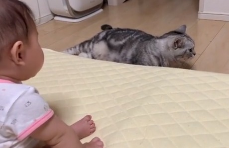 赤ちゃんに見られている猫