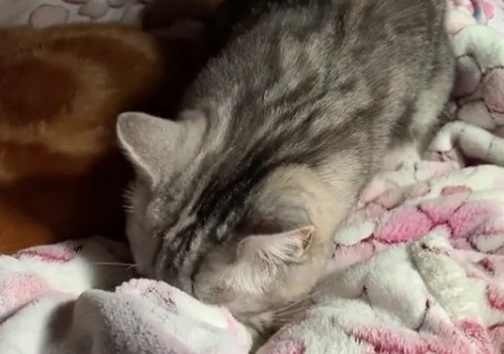 毛布に顔をうずめる猫