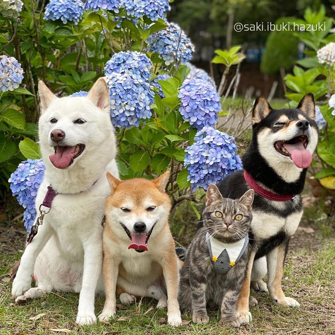 笑顔が可愛い3柴犬の兄妹と、カメラ目線バッチリの猫のキキくん。みんな揃ってハイポーズ！