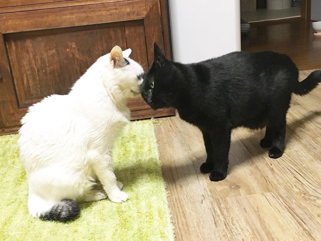 心許す相手にはデレなんだにゃん。白猫くぅくんに甘える黒猫みつちゃんがかわいすぎる！