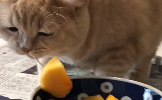 柿を食べようとしている猫