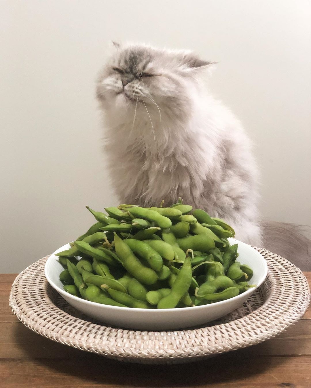 猫と枝豆