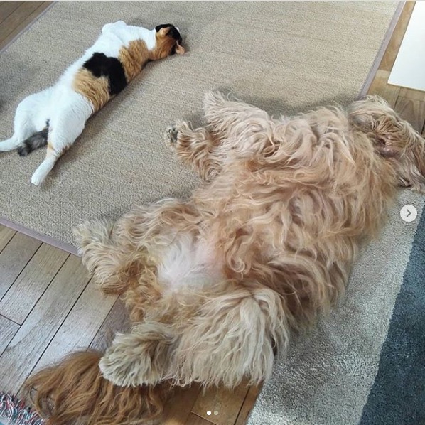 暑い日は寝るワン．．．ジョイ・グレースちゃん、猫ちゃんと2人で“シンクロナイズド睡眠グ”