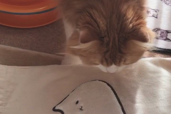 にゃ、にゃんだお前は～！！バスタオルのイラストを警戒して控えめな猫パンチを繰り出すむぎくん！！