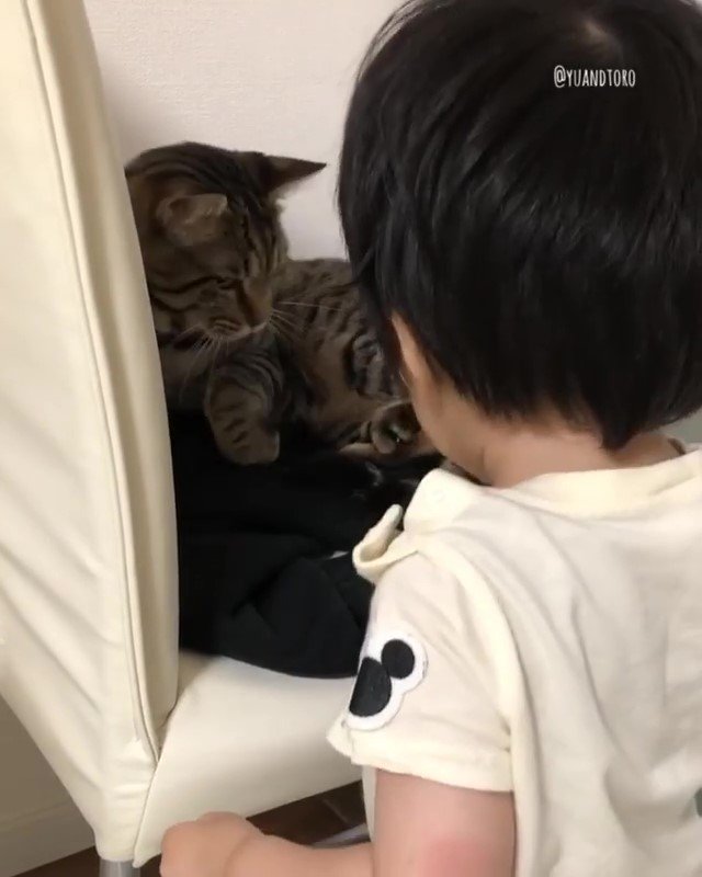 猫と子供