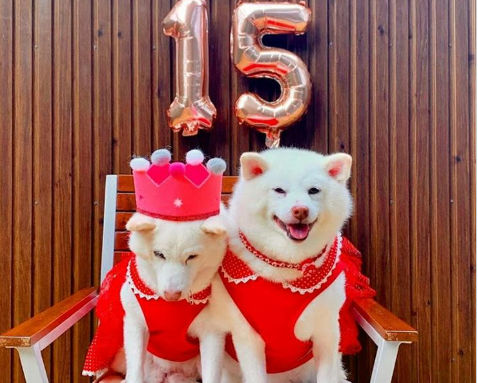 柴犬の凛ちゃんの15歳のお誕生日記念に、ママさんお手製の赤いドレス！娘の奈々ちゃんとおそろいでとっても可愛いの！
