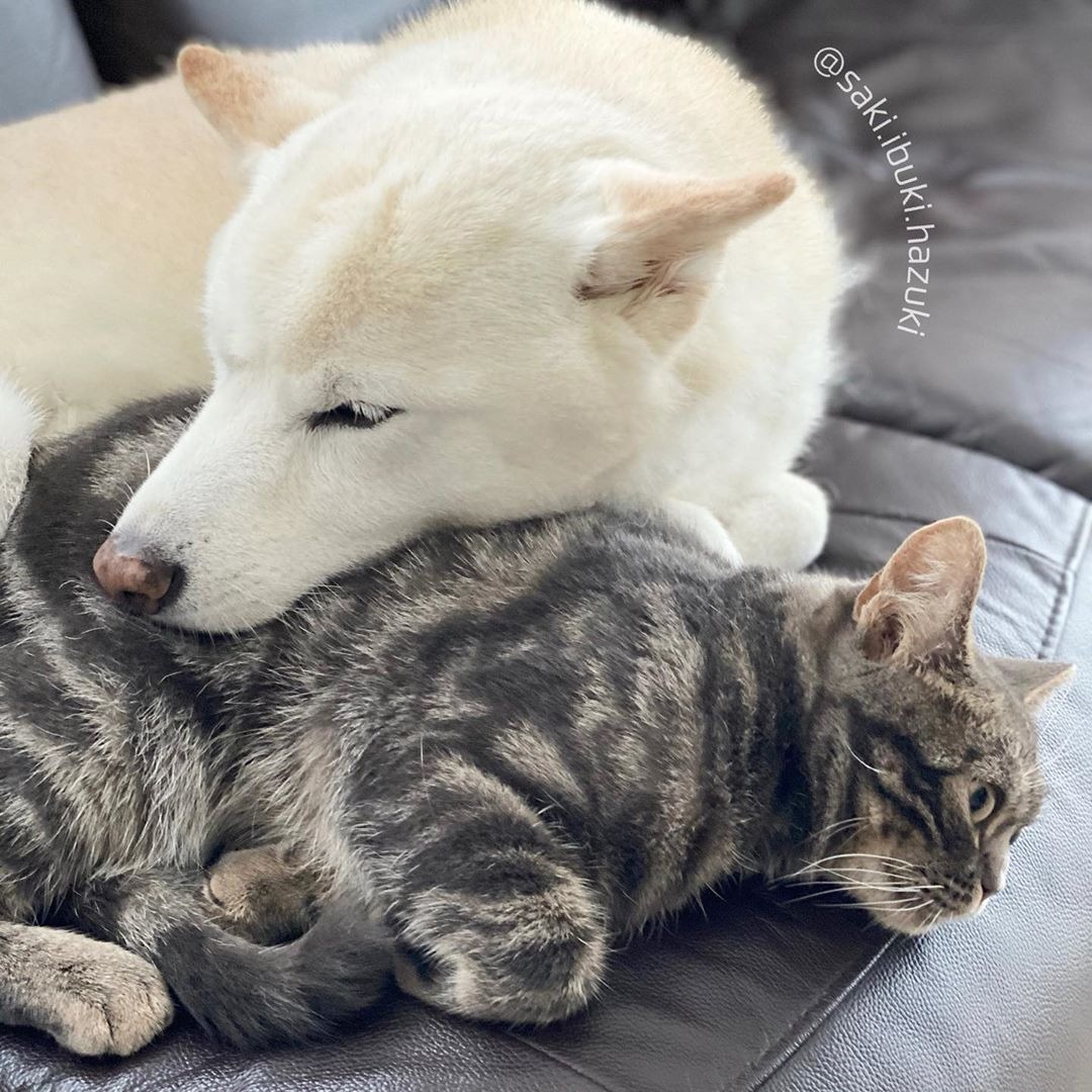 「ちょうどイイ枕があるワン」「ボクは枕じゃないにゃん」仲良し犬猫姉弟ちゃんの可愛らしい光景に癒される！