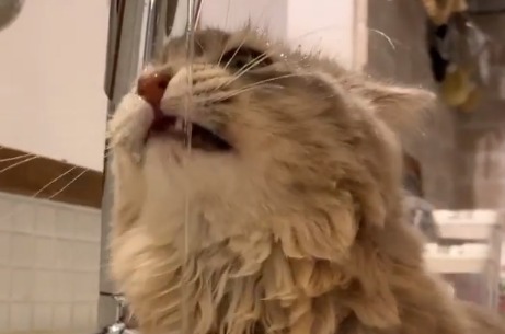 水を飲む猫